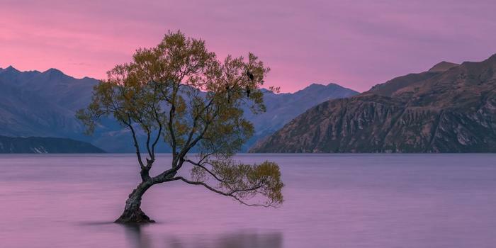 That Wanaka tree