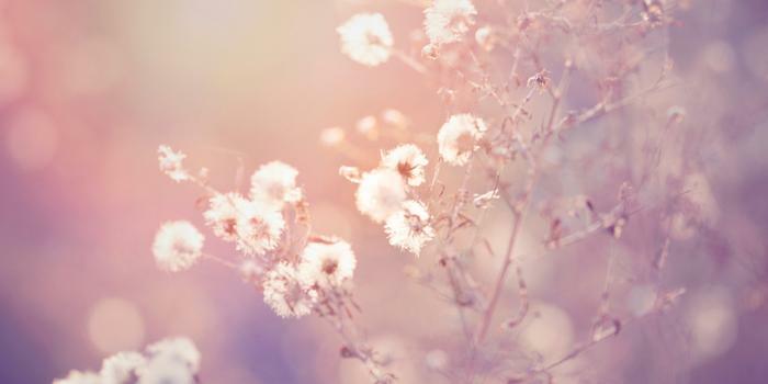 White flowers in the sunset