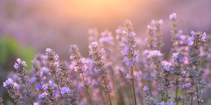 Lavender in rays of sunshine