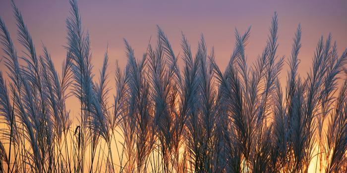 Picture of toetoe in the sunset
