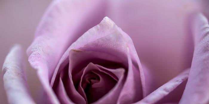 A close-up of a dusky pink rose