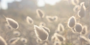 Sensational bunny tail grass