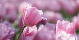 Field of light pink tulips