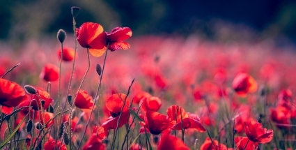 Sensational bunny tail grass