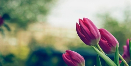 Three pink tulips with a blurry image of trees in the background